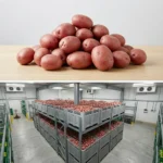 Buy 25kg red potatoes in UK supplier Quality Crops UK