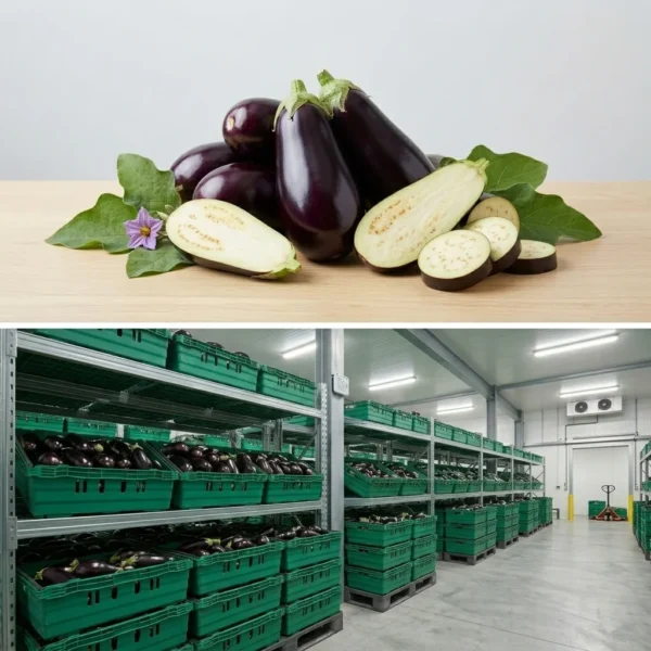 Buy Aubergine in UK supplier Quality Crops UK