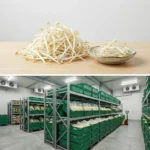Buy Bean Sprouts UK supplier Quality Crops UK
