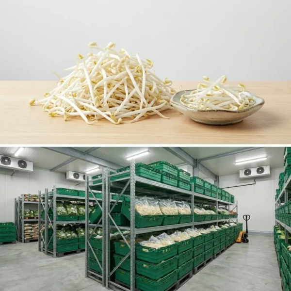 Buy Bean Sprouts UK supplier Quality Crops UK