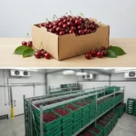 Buy Cherries Large Box in UK supplier Quality Crops UK