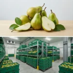 Buy Conference Pear in UK supplier Quality Crops UK