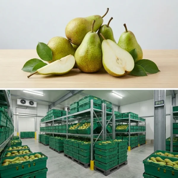 Buy Conference Pear in UK supplier Quality Crops UK