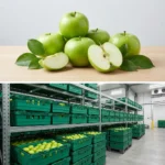 Buy Cooking Apple in UK supplier Quality Crops UK