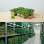 Buy Cress UK supplier Quality Crops UK
