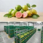 Buy Dominican Guava in UK supplier Quality Crops UK