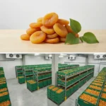Buy Dry Apricots in UK supplier Quality Crops UK