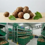 Buy Eddo UK supplier Quality Crops UK