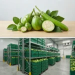 Buy Green Aubergine in UK supplier Quality Crops UK