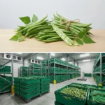 Buy Green Beans UK supplier Quality Crops UK