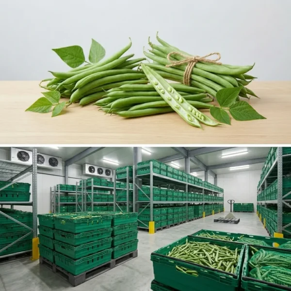 Buy Green Beans UK supplier Quality Crops UK