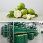 Buy Guava in UK supplier Quality Crops UK
