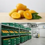 Buy Indian Mango in UK supplier Quality Crops UK
