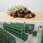 Buy Medjool Palestinian Dates in UK supplier Quality Crops UK
