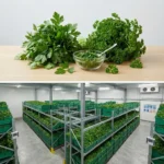 Buy Parsley in UK supplier Quality Crops UK