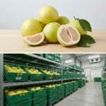 Buy Pomelo in UK supplier Quality Crops UK