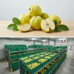 Buy Quince in UK supplier Quality Crops UK