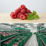 Buy Raspberries in UK supplier Quality Crops UK
