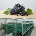 Buy Seedless Black Grapes in UK supplier Quality Crops UK