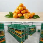 Buy Small oranges in UK supplier Quality Crops UK