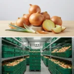 Buy Spanish Onion in UK supplier Quality Crops UK