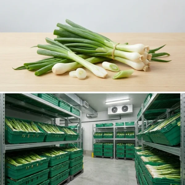 Buy Spring Onion in UK supplier Quality Crops UK