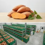Buy Sweet Potatoes in UK supplier Quality Crops UK