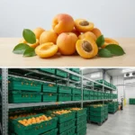 Buy Turkish Apricots in UK supplier Quality Crops UK