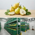 Buy William Pear in UK supplier Quality Crops UK
