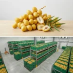 Buy Yellow Dates in UK supplier Quality Crops UK