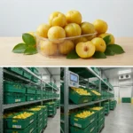 Buy Yellow Plum in UK supplier Quality Crops UK