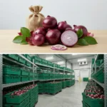 Buy red onion 10kg vegetable in UK supplier Quality Crops UK