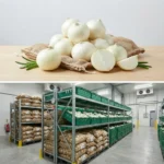 Buy white onion 10kg vegetable in UK supplier Quality Crops UK
